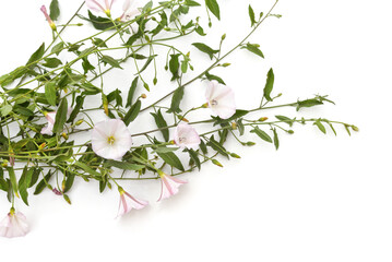 A branch of creeping weed.