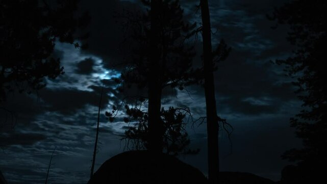 Moonrise behind pine trees and dead trees