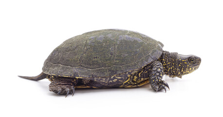 A turtle that crawled out of its shell.