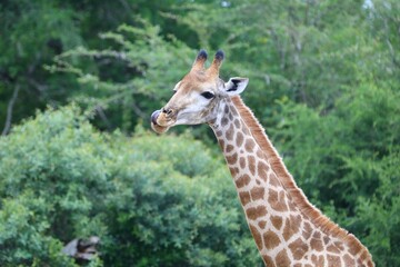 A giraffe twists its tongue during grooming, showing off its incredible flexibility in a lush green...