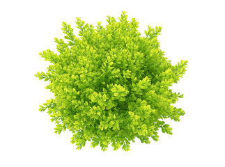 Fototapeta premium Lush green bush top view isolated on black background, Isolated On Transparent Background