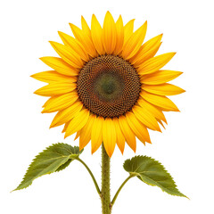 Obraz premium sunflower isolated on white