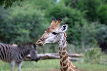 A young giraffe with its tongue slightly out, zebras blurred in the background, all set against a green savanna backdrop.