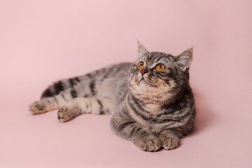 Funny gray cat isolated at pink background