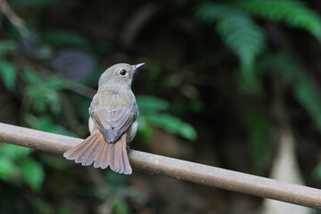 pale blue flycatcher or Cyornis unicolor seen in Karimganj, Assam, India