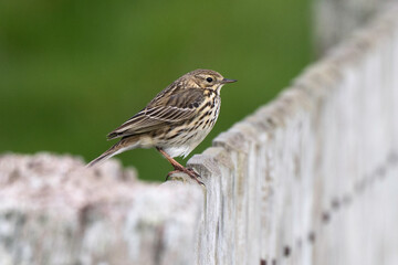 Pipit farlouse,Anthus pratensis, Meadow Pipit