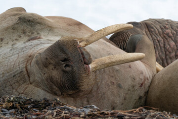 Morse, Odobenus rosmarus, Spitzberg, Svalbard, Norvège