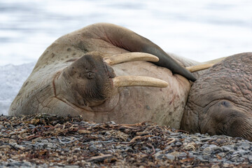 Morse, Odobenus rosmarus, Spitzberg, Svalbard, Norv&egrave;ge