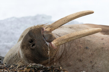 Morse, Odobenus rosmarus, Spitzberg, Svalbard, Norvège
