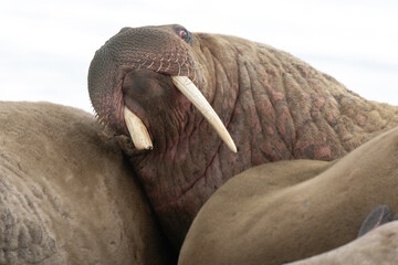 Morse, Odobenus rosmarus, Spitzberg, Svalbard, Norvège