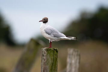 Obraz premium Mouette rieuse, Chroicocephalus ridibundus, Black headed Gull
