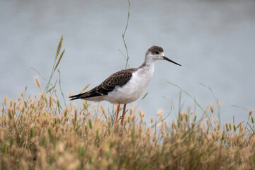 Echasse blanche,  jeune, Himantopus himantopus, Black winged Stilt