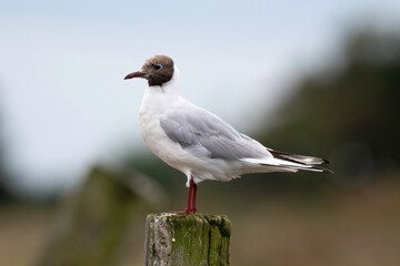 Mouette rieuse,Chroicocephalus ridibundus, Black headed Gull