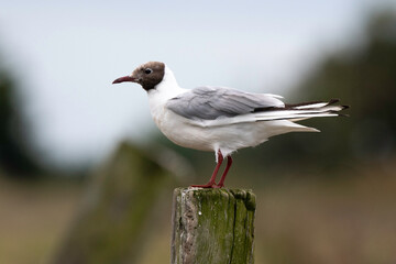 Mouette rieuse,Chroicocephalus ridibundus, Black headed Gull