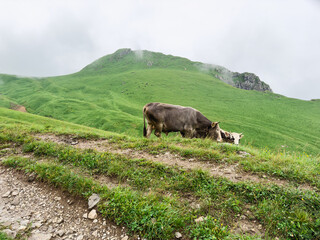 Ecological farming. Free cow on organic natural eco animal farm freely grazing in meadow. Domestic cow graze chewing grass in pasture. Modern animal livestock ecological farming. Animal rights