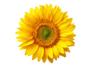 Vibrant sunflower blossom isolated on black background, Isolated On Transparent Background