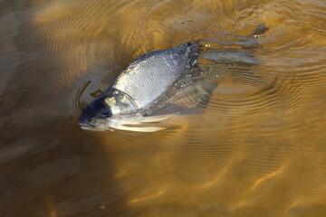 Carp fish swims in the clear water of the lake 