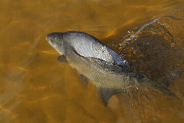 Carp fish swims in the clear water of the lake 