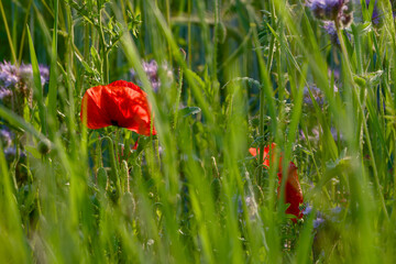 poppy flower in the agricultural field close-up