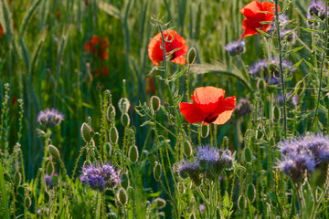 poppy blossom in the agricultural field close-up	