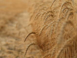 Close-up of ripe golden wheat ears in a dense field. Rich agricultural texture symbolizing organic farming, harvest, and natural food production. Ideal for eco, farming, and grain industry visuals.