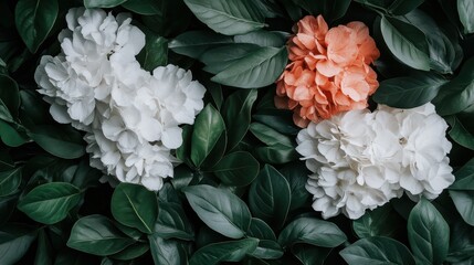 An aesthetically pleasing arrangement of white and peach hydrangeas amidst lush green leaves, highlighting the natural beauty and tranquility of flowers in harmony with nature.