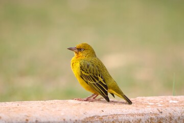 Southern Masked Weaver resting on a ledge, showing off vivid yellow plumage and distinctive black wing patterning.