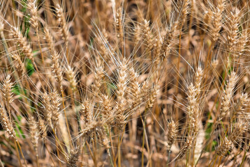 Golden ripe wheat ears in a field on a sunny day.Background of ripening ears of wheat field.Golden wheat crop growing in a rural farm field. Food production and natural ingredients