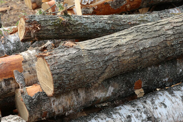 logs of trees at sawmills cut down a lot on the ground