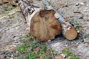logs of birch trees at sawmills cut down a lot on the ground