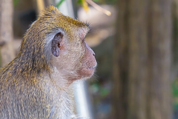 macaque gray crab-eater thailand sits back to camera in sunny background