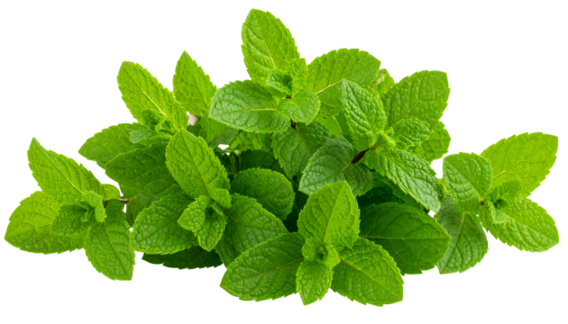 Mint leaf isolated on transparent background. Png