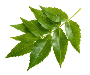 Organic green ash leaves flat composition