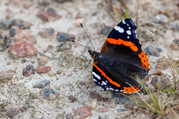Red admiral