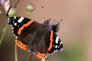 Red admiral