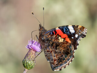 Red admiral