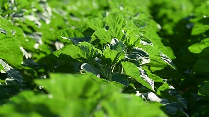  a field with growing sunflowers - Powered by Adobe