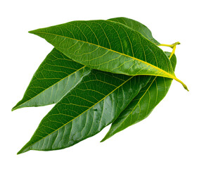 Obraz premium Fresh avocado leaves realistic isolated on white