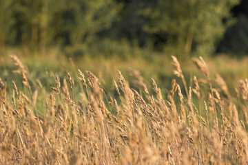 Peaceful background of wild grasses gently swaying in the wind on a sunny day.  Captures the calm atmosphere of rural life and summer stillness. 