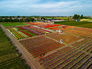 Aerial footage of a vibrant flower farm with colorful tulip rows, greenhouses, parking lots, and...