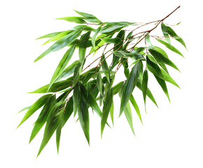 Natural bamboo leaves elegant white background