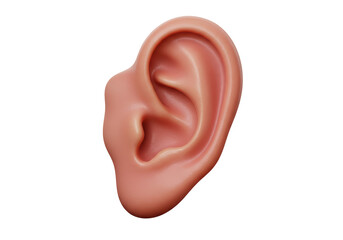 Isolated Realistic Human Ear Anatomy
