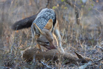 black backed jackals feeding on a duiker carcass