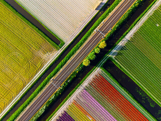 A vibrant aerial view of colorful tulip fields in full bloom, arranged in neat rows. The bright...