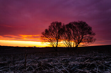 Fototapeta premium Colorful magical sunset over a rural landscape, dark morning with a tree in the village