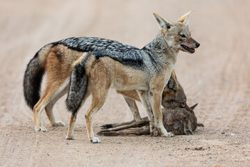A pair of black backed jackals hunting and killing a duiker lamb
