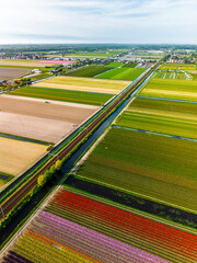 A vibrant aerial view of colorful tulip fields in full bloom, arranged in neat rows. The bright...