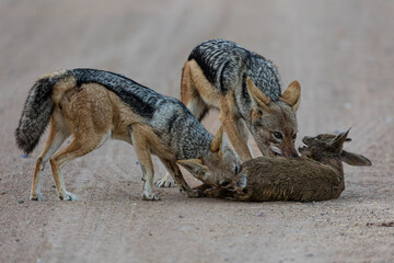 A pair of black backed jackals hunting and killing a duiker lamb