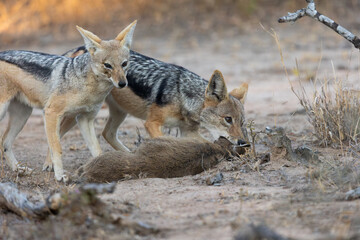 A pair of black backed jackals hunting and killing a duiker lamb