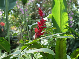 温室で栽培されているレッドジンジャー